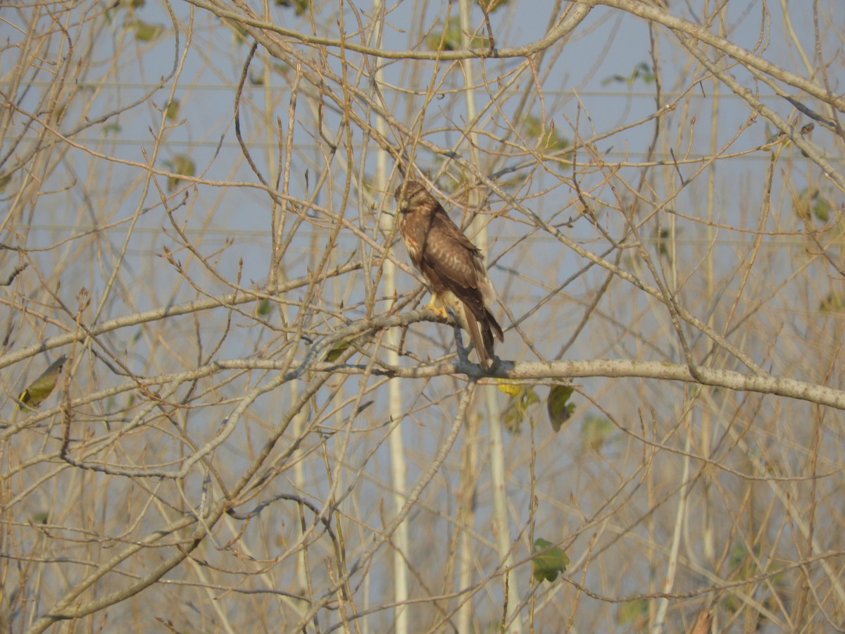 Дорнын сар - ML646440645