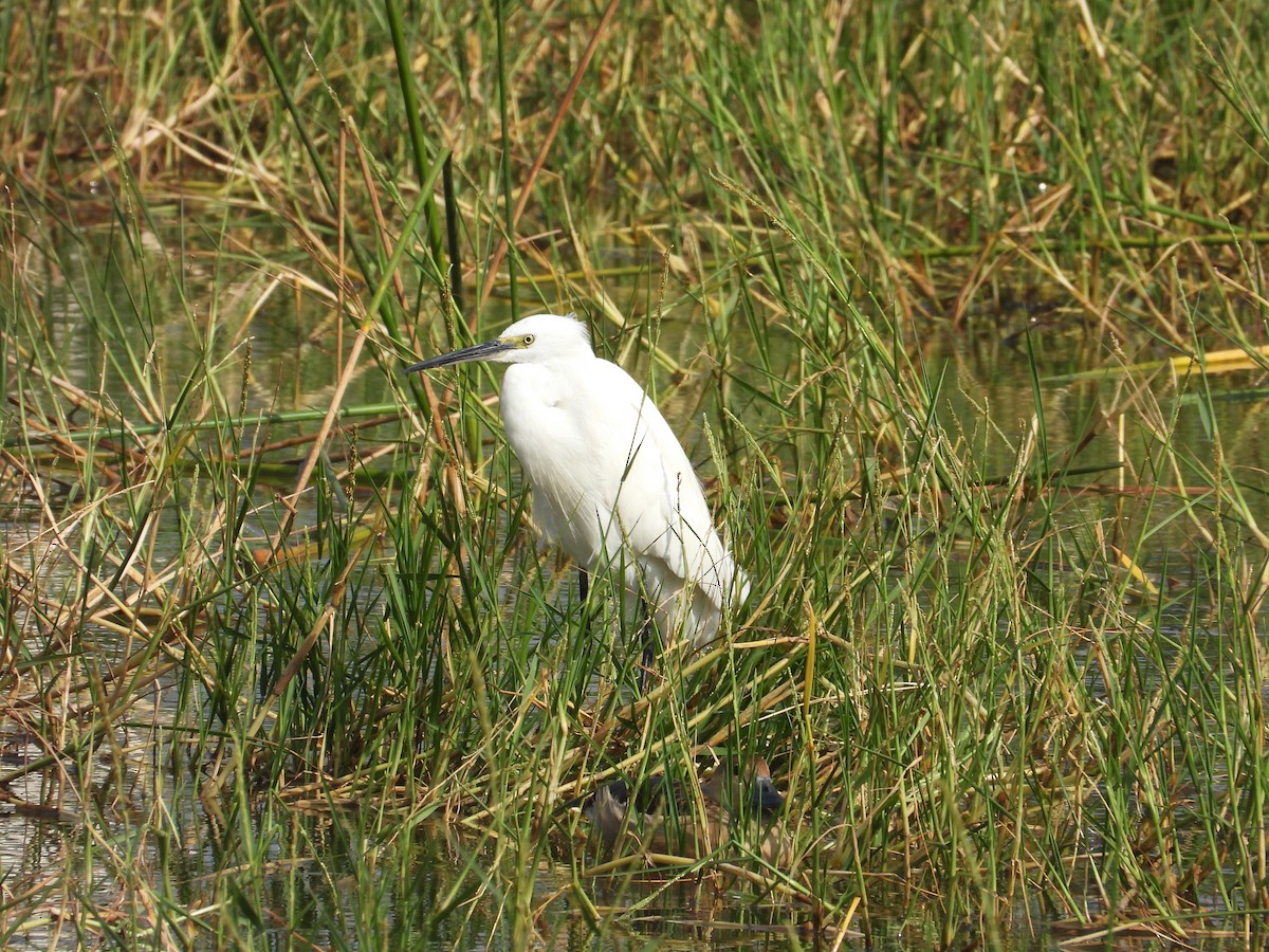 Aigrette garzette - ML646440646