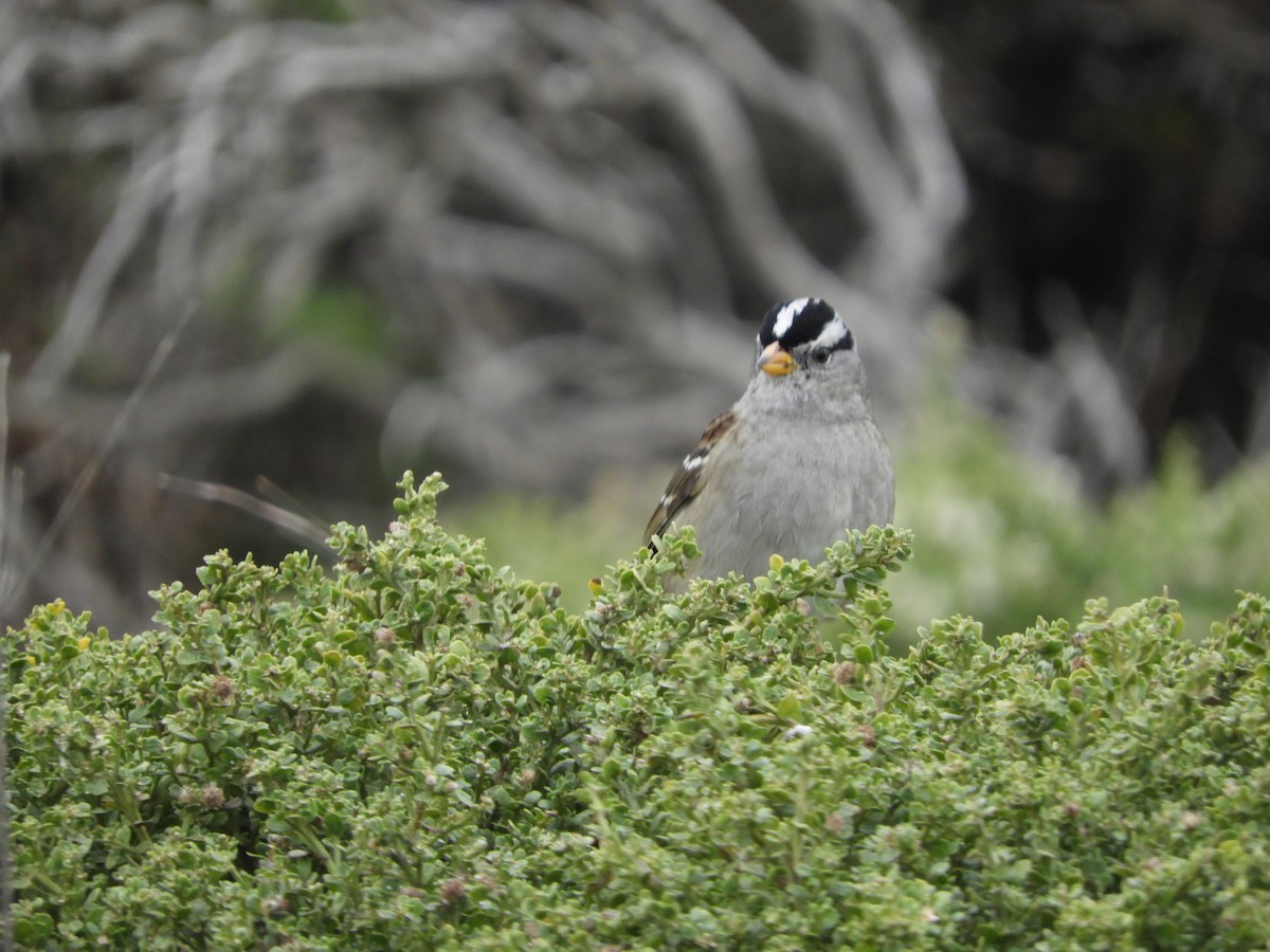 White-crowned Sparrow - ML646440649