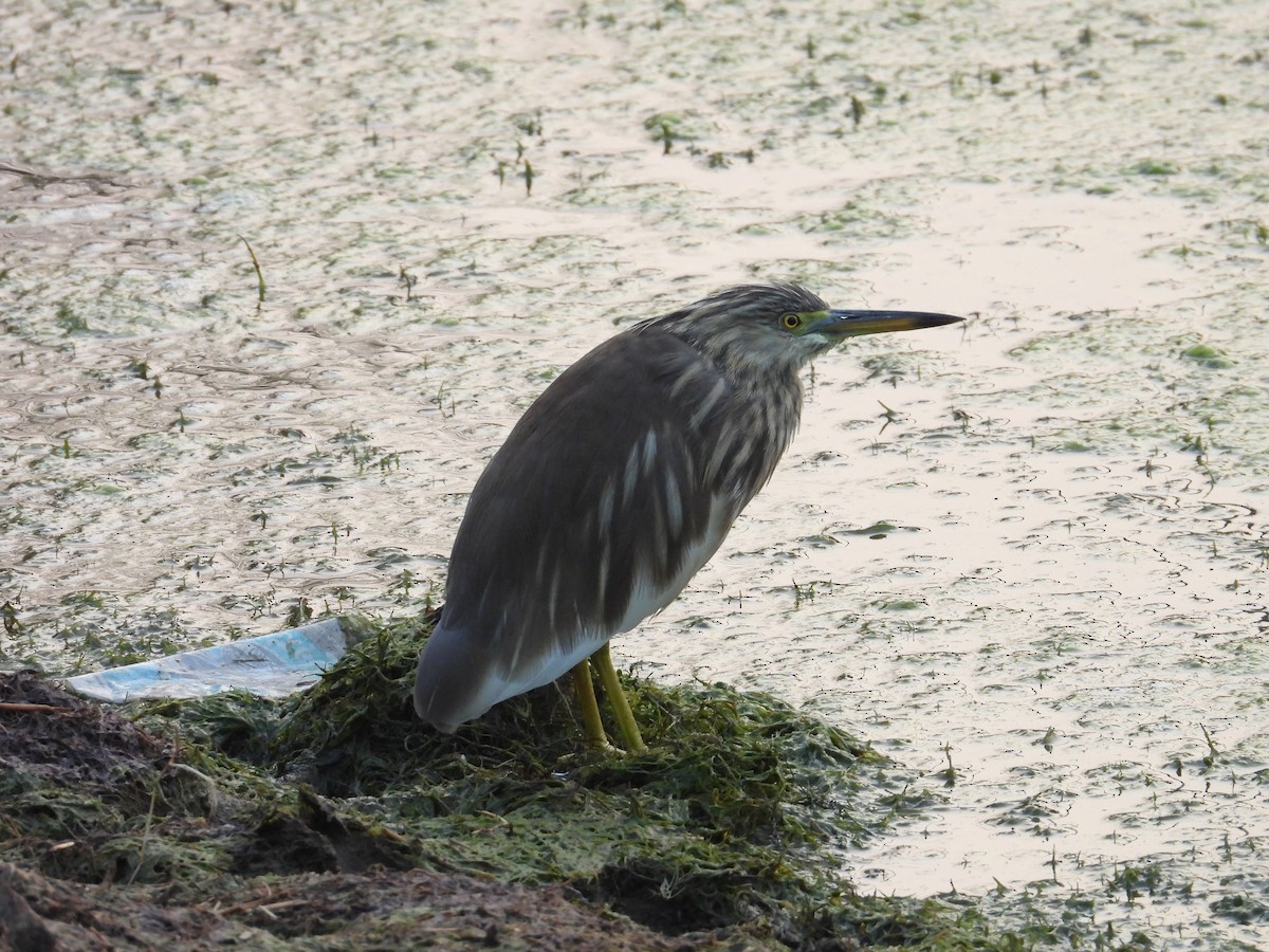 Indian Pond-Heron - ML646440650