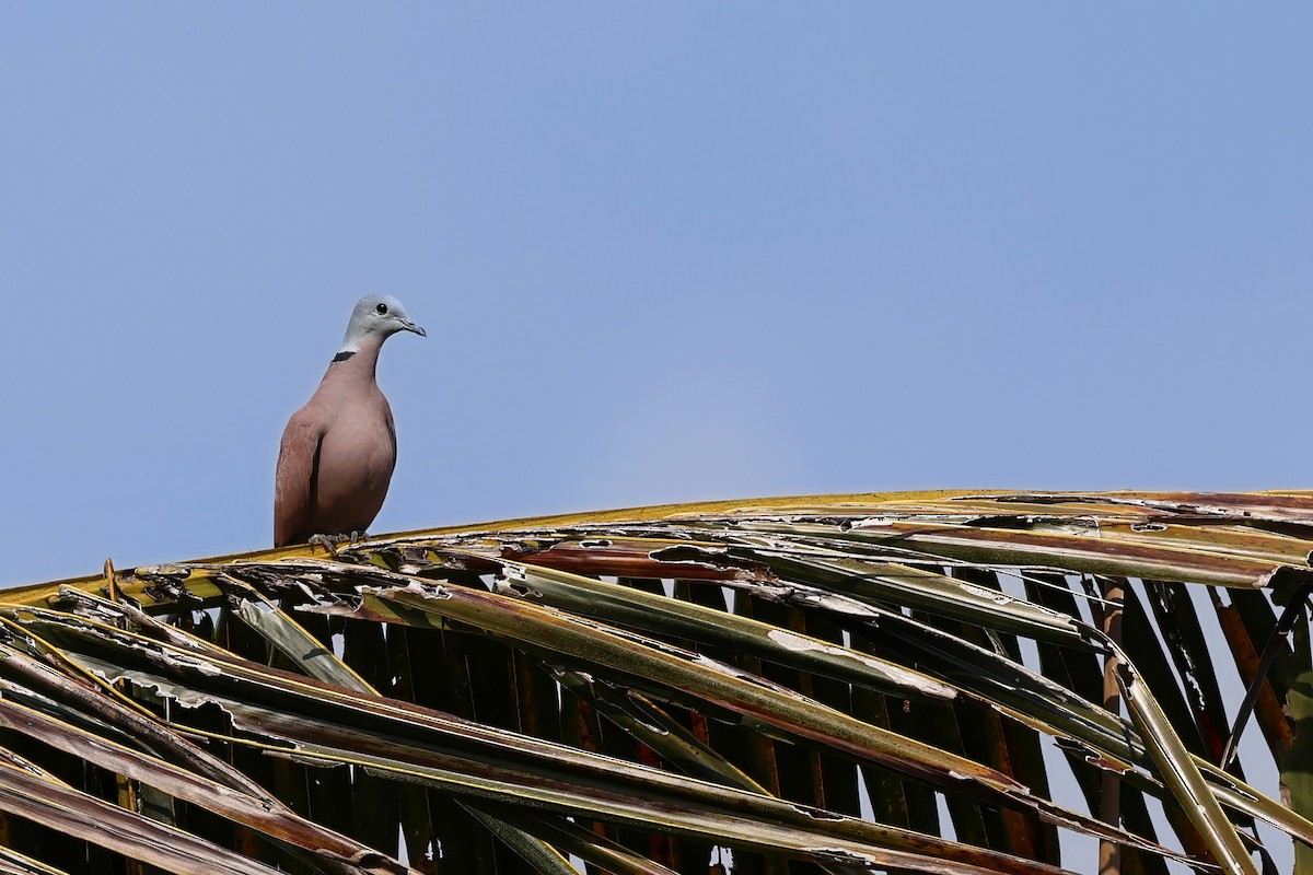 Red Collared-Dove - ML646440651