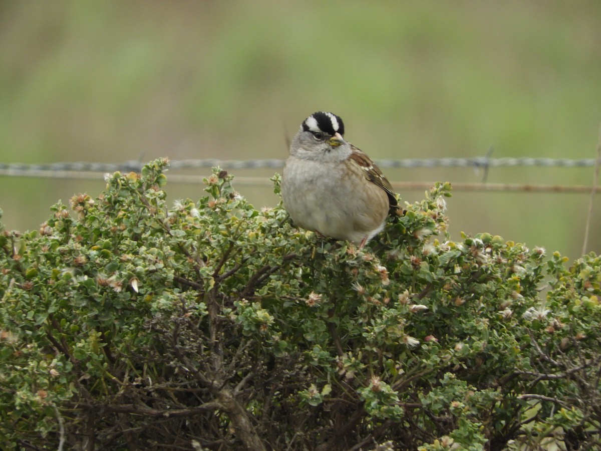 White-crowned Sparrow - ML646440652