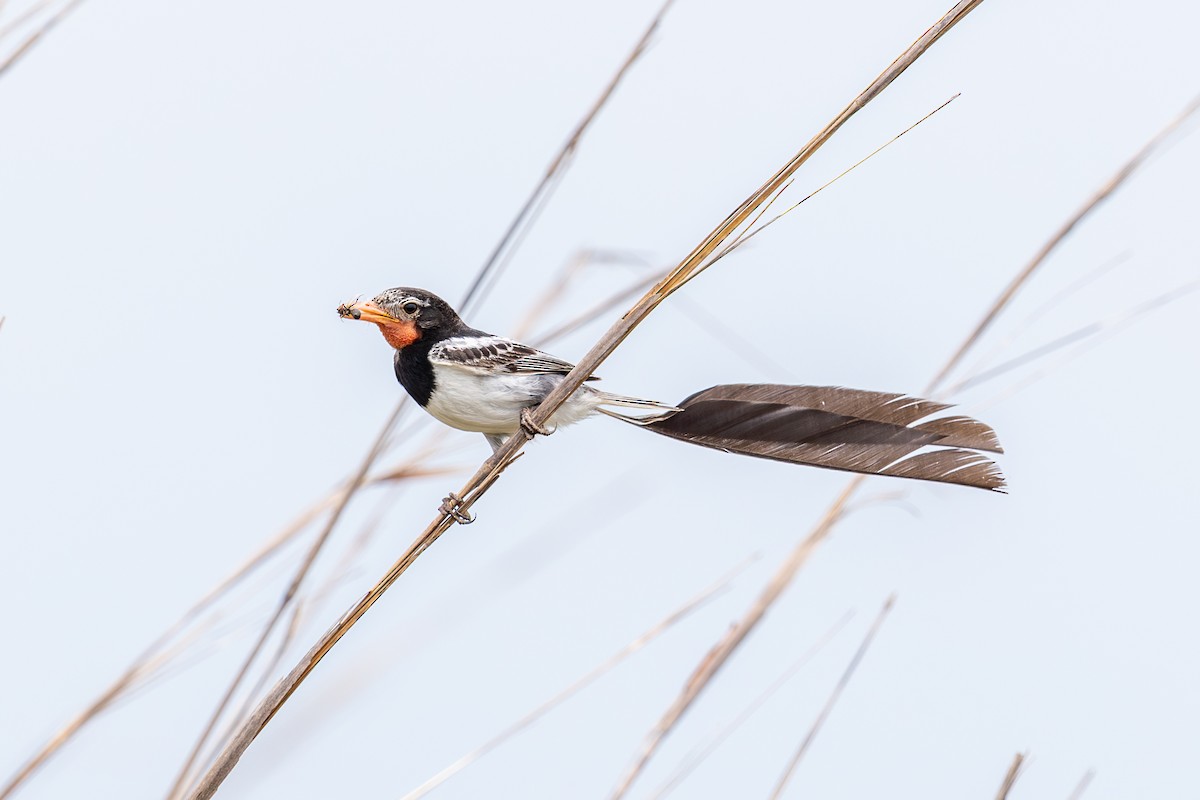 Strange-tailed Tyrant - ML646440661