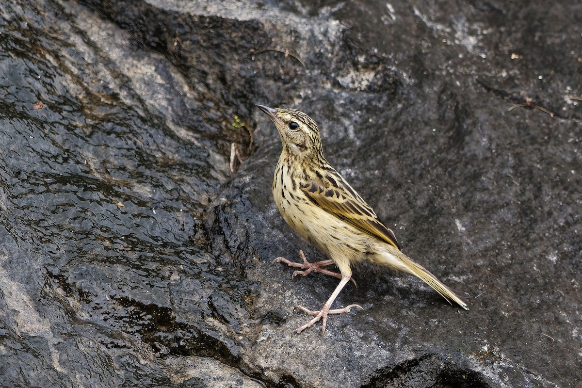 Nilgiripieper - ML646440662