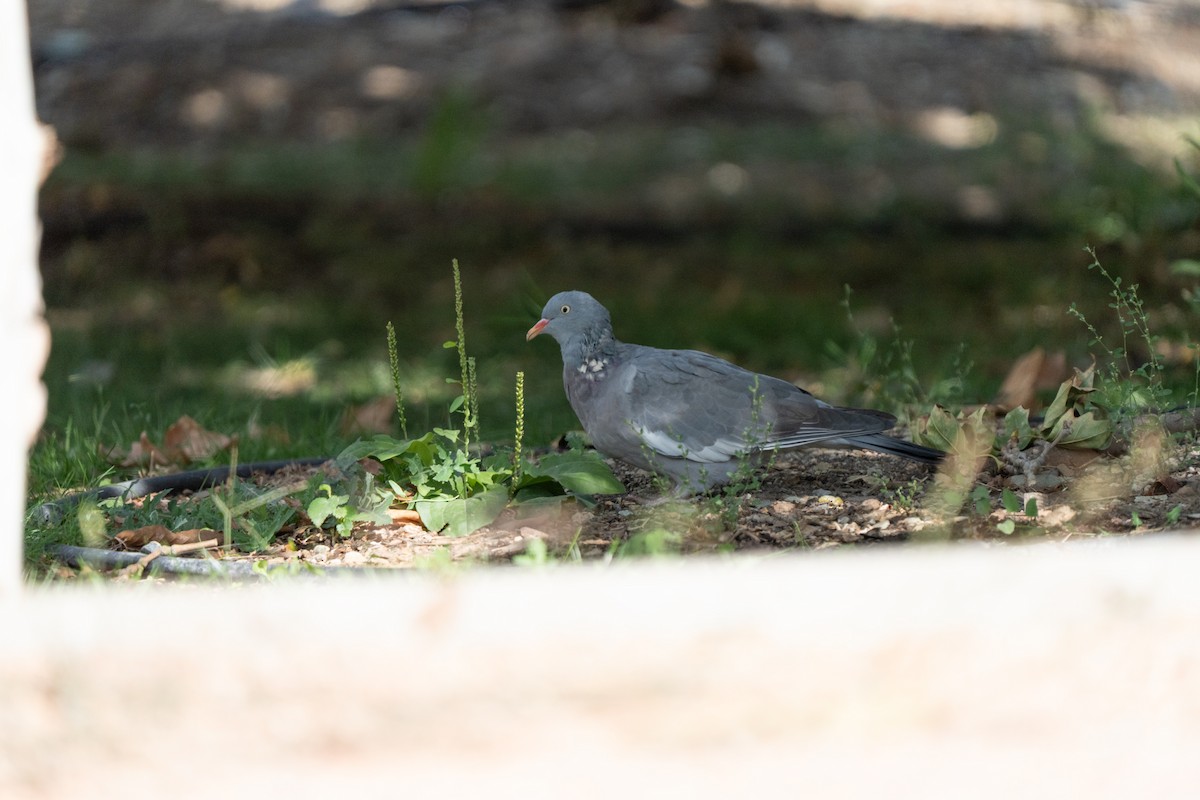Common Wood-Pigeon - ML646440664