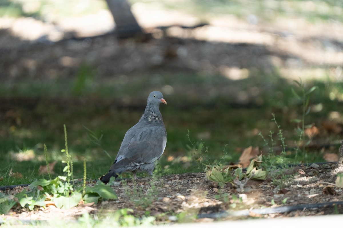 Common Wood-Pigeon - ML646440665