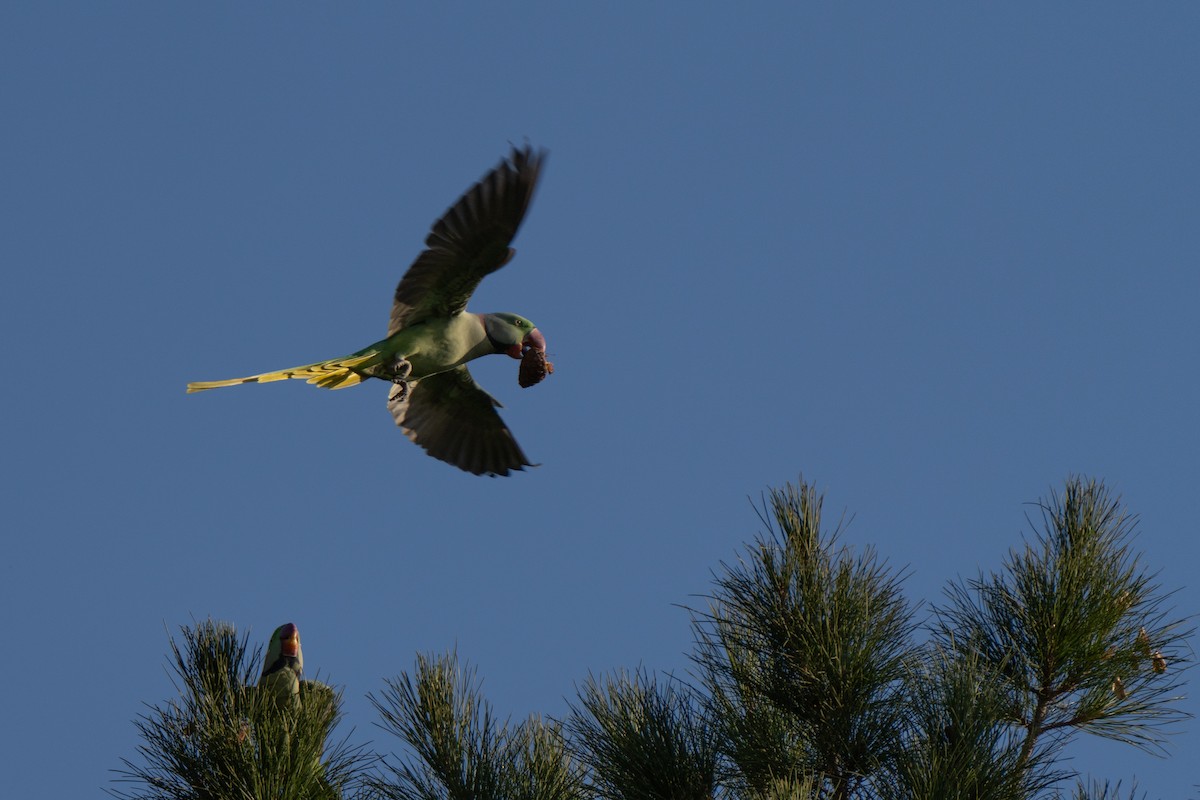 Alexandrine Parakeet - ML646440667
