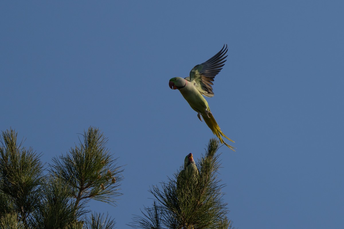 Alexandrine Parakeet - ML646440668
