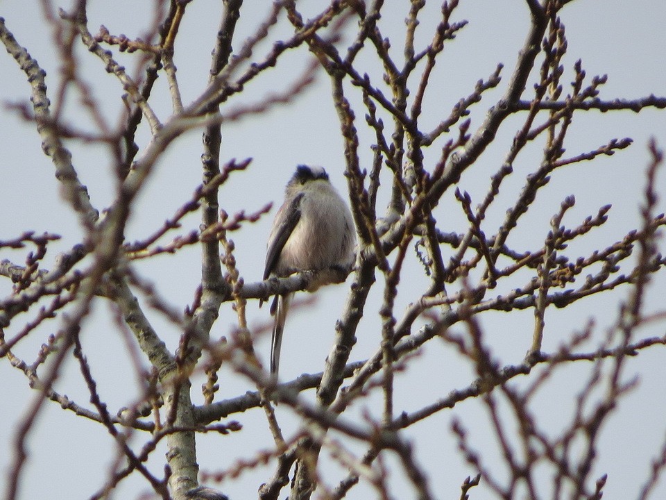 Long-tailed Tit - ML646440669