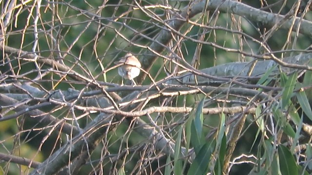 Booted/Sykes's Warbler - ML646440670