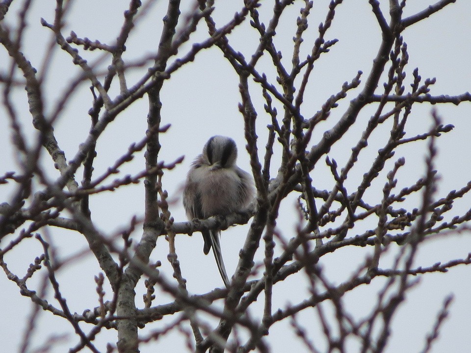 Long-tailed Tit - ML646440671
