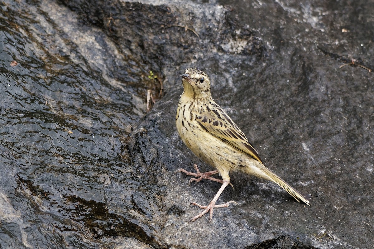 Nilgiripieper - ML646440673