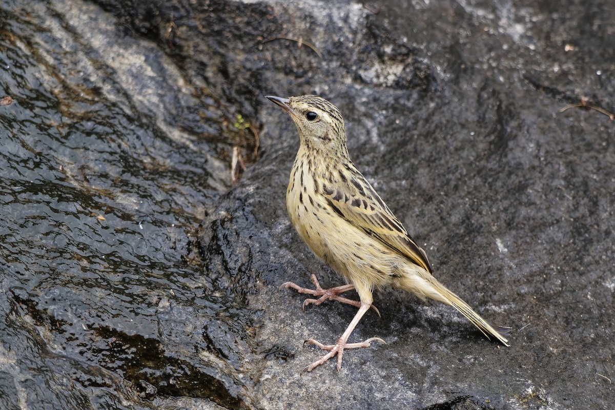 Nilgiripieper - ML646440674