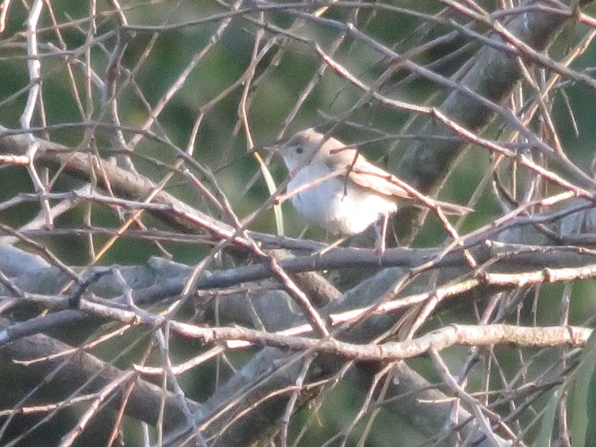 Booted/Sykes's Warbler - ML646440675