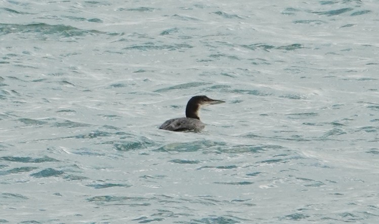 potáplice lední - ML646440676