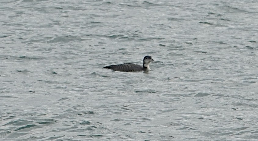 potáplice lední - ML646440677