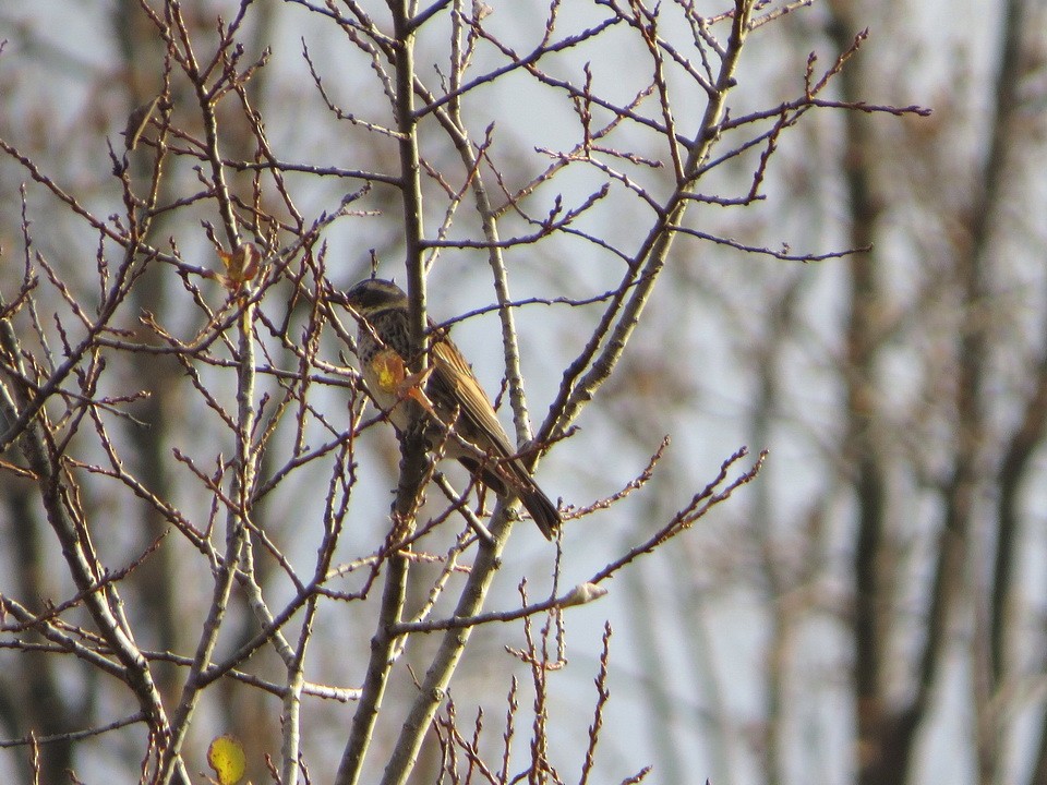 Dusky Thrush - ML646440684