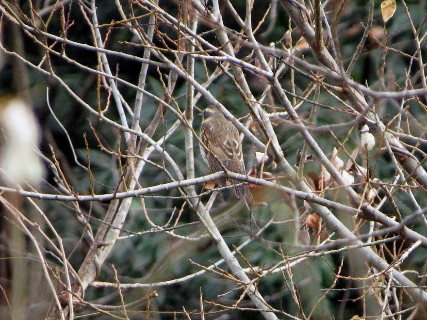 Dusky Thrush - ML646440687