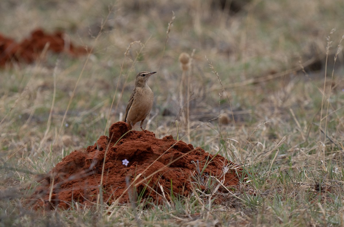 Buffy Pipit - ML646440688