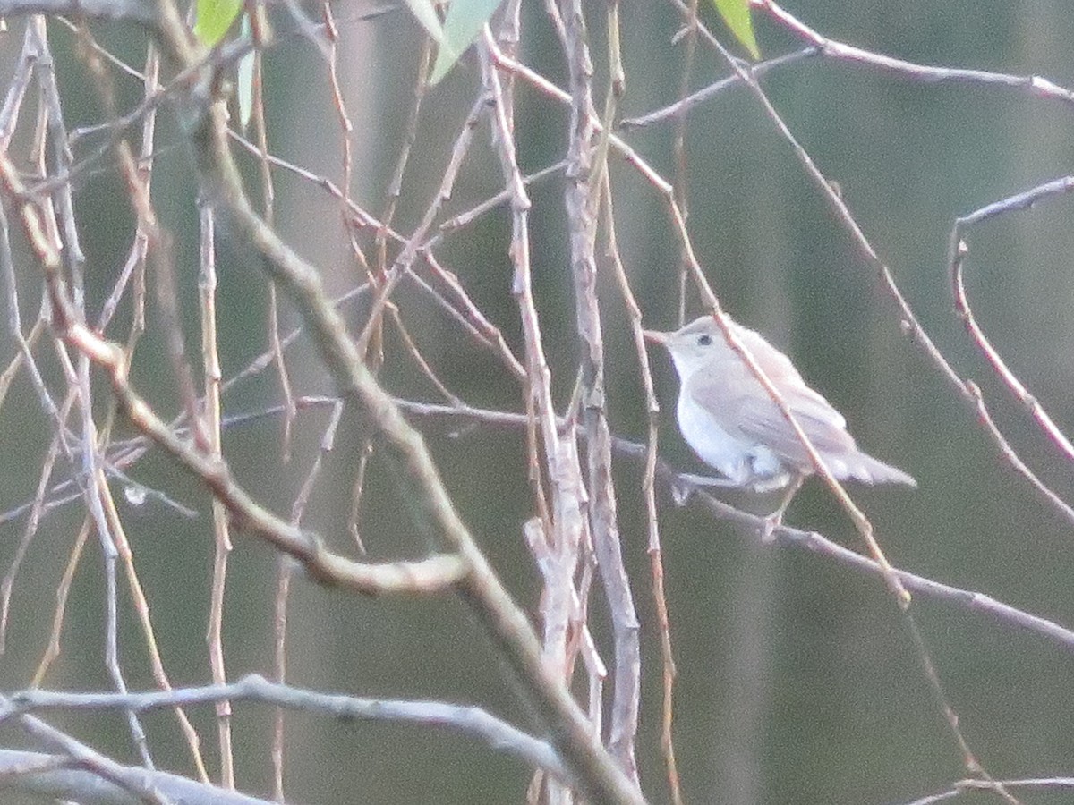 Booted/Sykes's Warbler - ML646440689