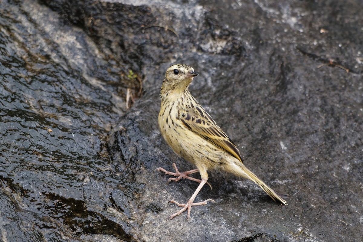 Nilgiripieper - ML646440690