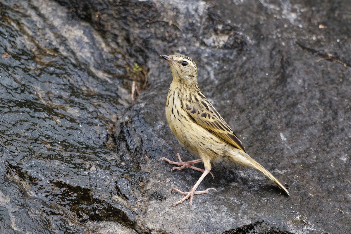 Nilgiripieper - ML646440691