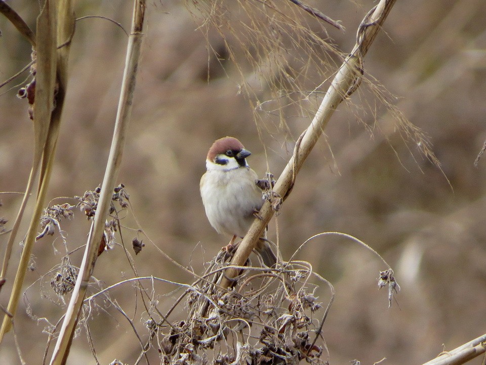 Eurasian Tree Sparrow - ML646440692