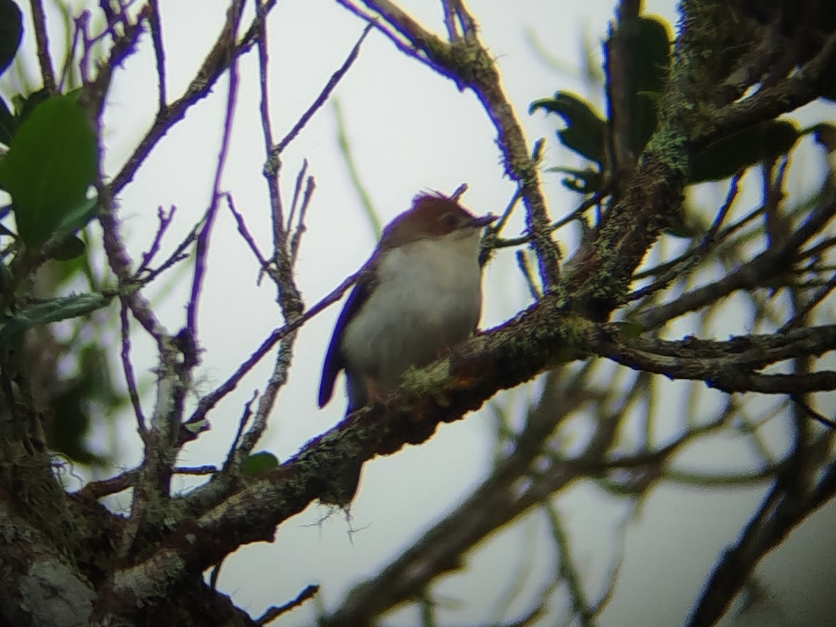 Chestnut-crested Yuhina - ML646440695