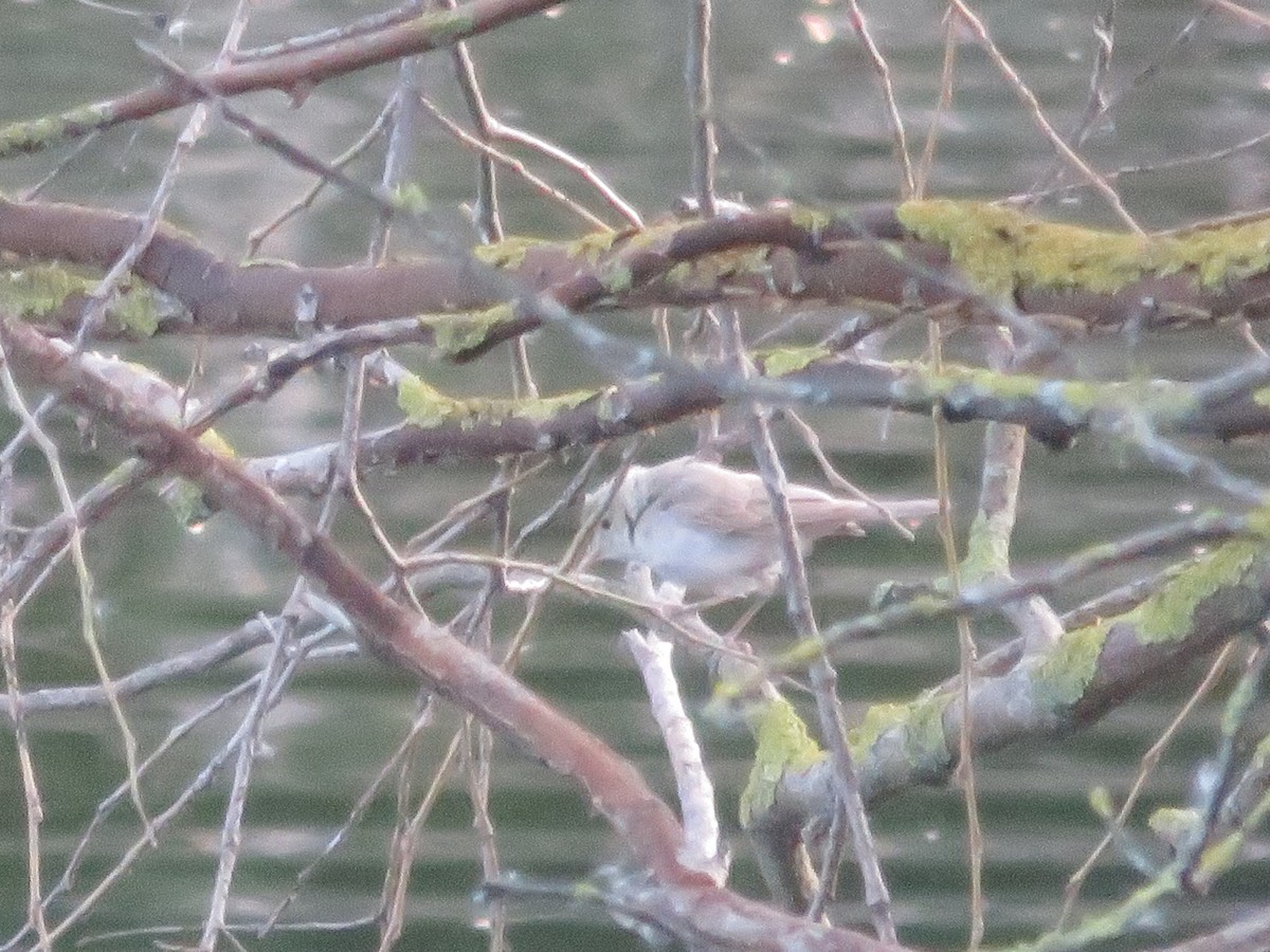 Booted/Sykes's Warbler - ML646440696