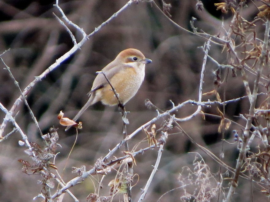 Bull-headed Shrike - ML646440697