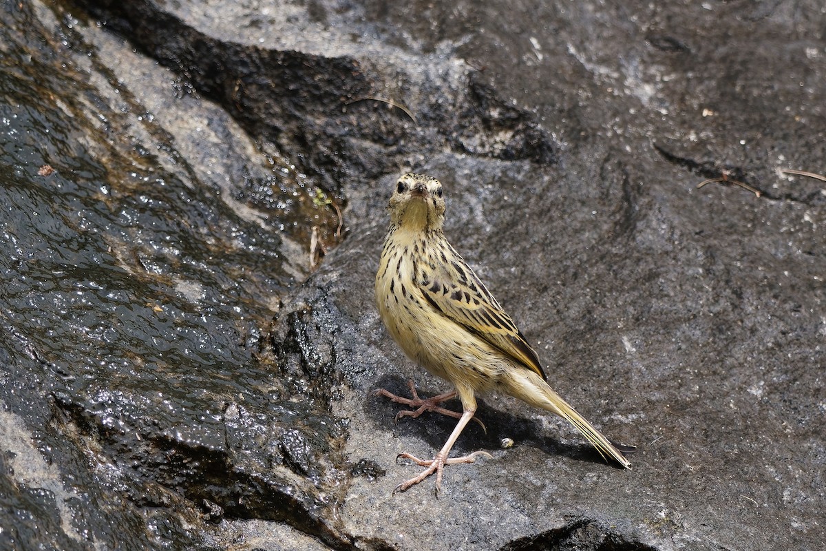 Nilgiripieper - ML646440699