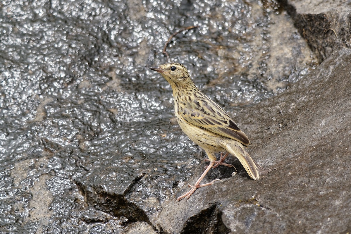 Nilgiripieper - ML646440704