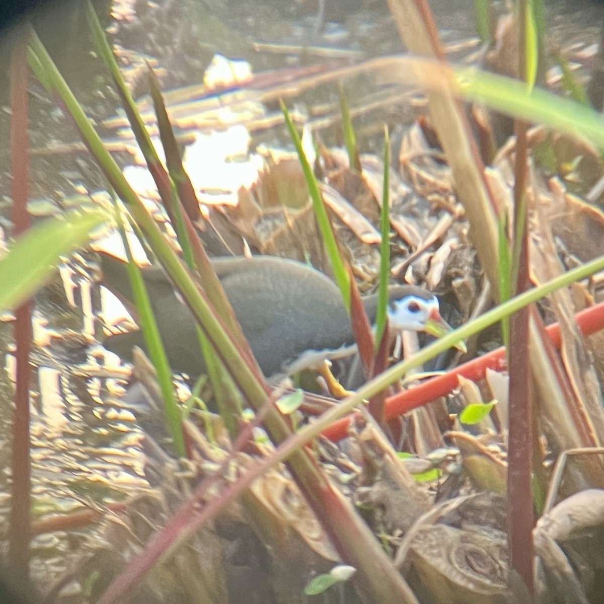 White-breasted Waterhen - ML646440705