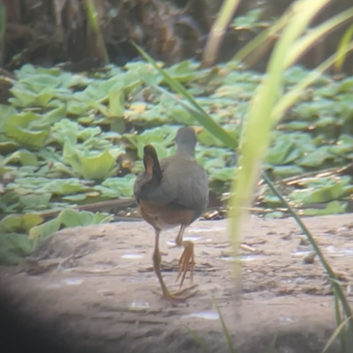 White-breasted Waterhen - ML646440706