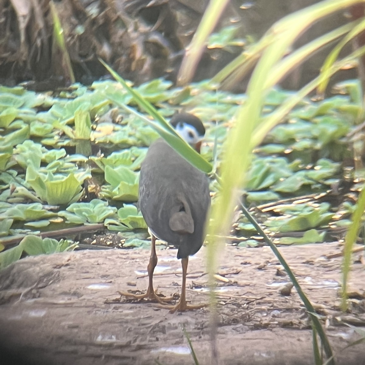 White-breasted Waterhen - ML646440707
