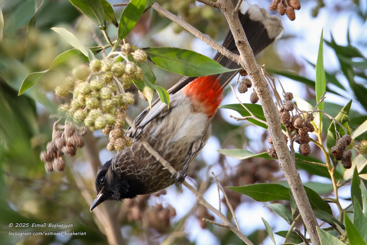 Red-vented Bulbul - ML646440708