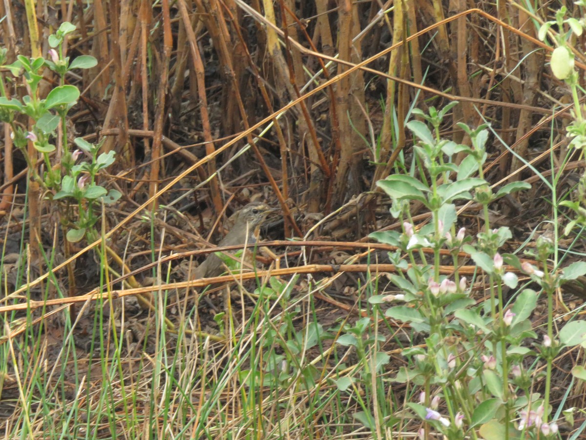 Bluethroat - ML646440710