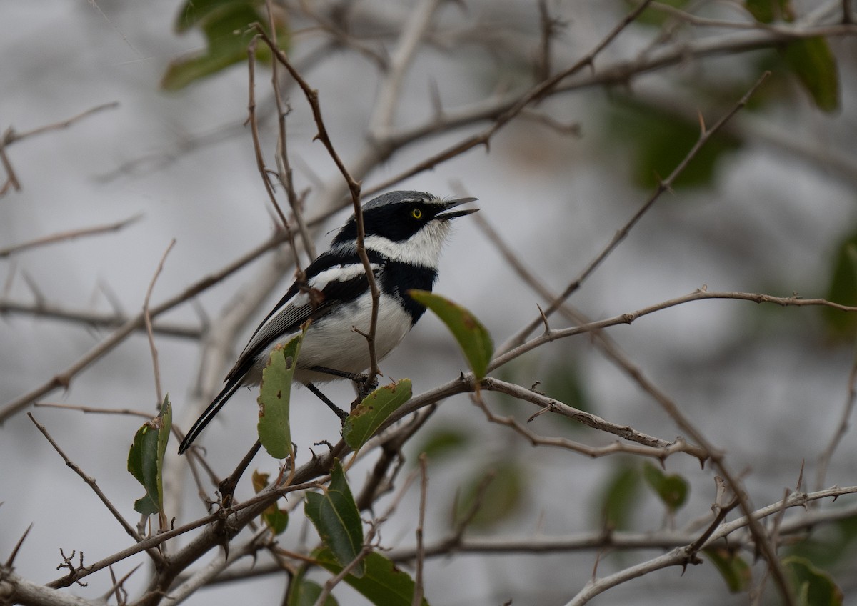 Pririt Batis - ML646440711