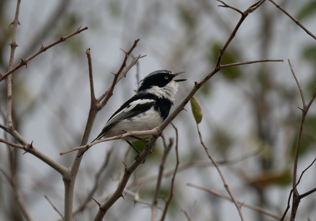 Pririt Batis - ML646440712