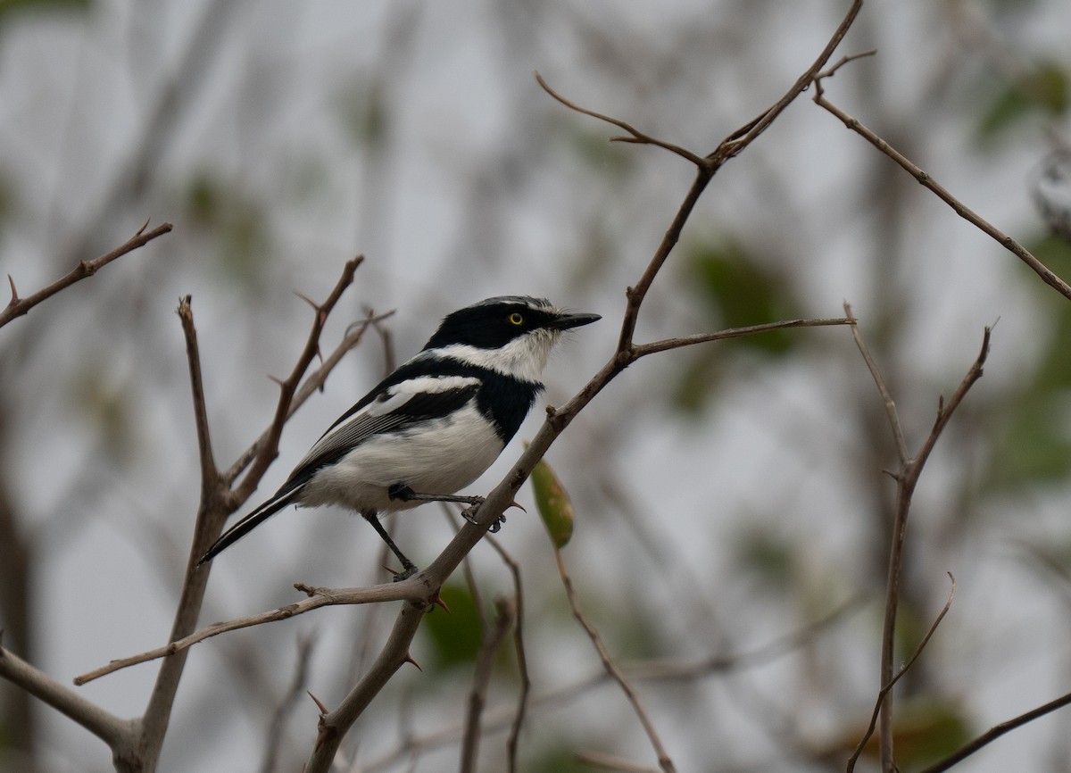 Pririt Batis - ML646440713