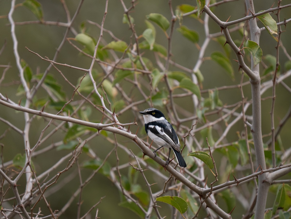 Pririt Batis - ML646440714