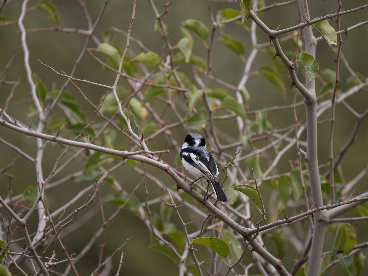 Pririt Batis - ML646440715