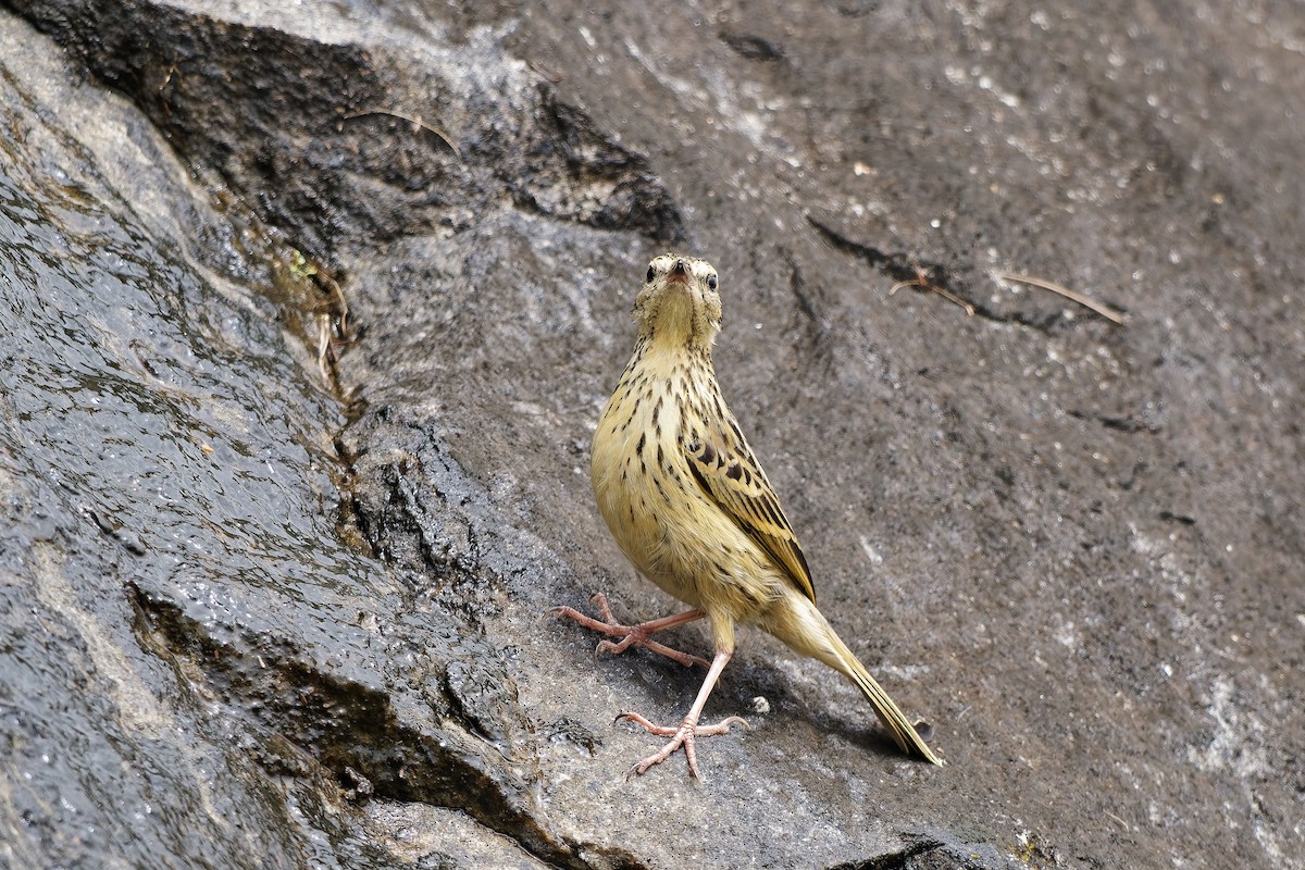 Nilgiripieper - ML646440716