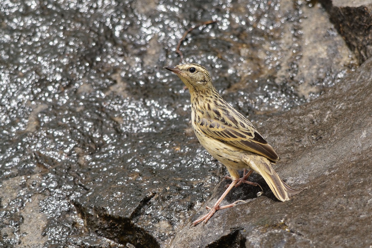 Nilgiripieper - ML646440717