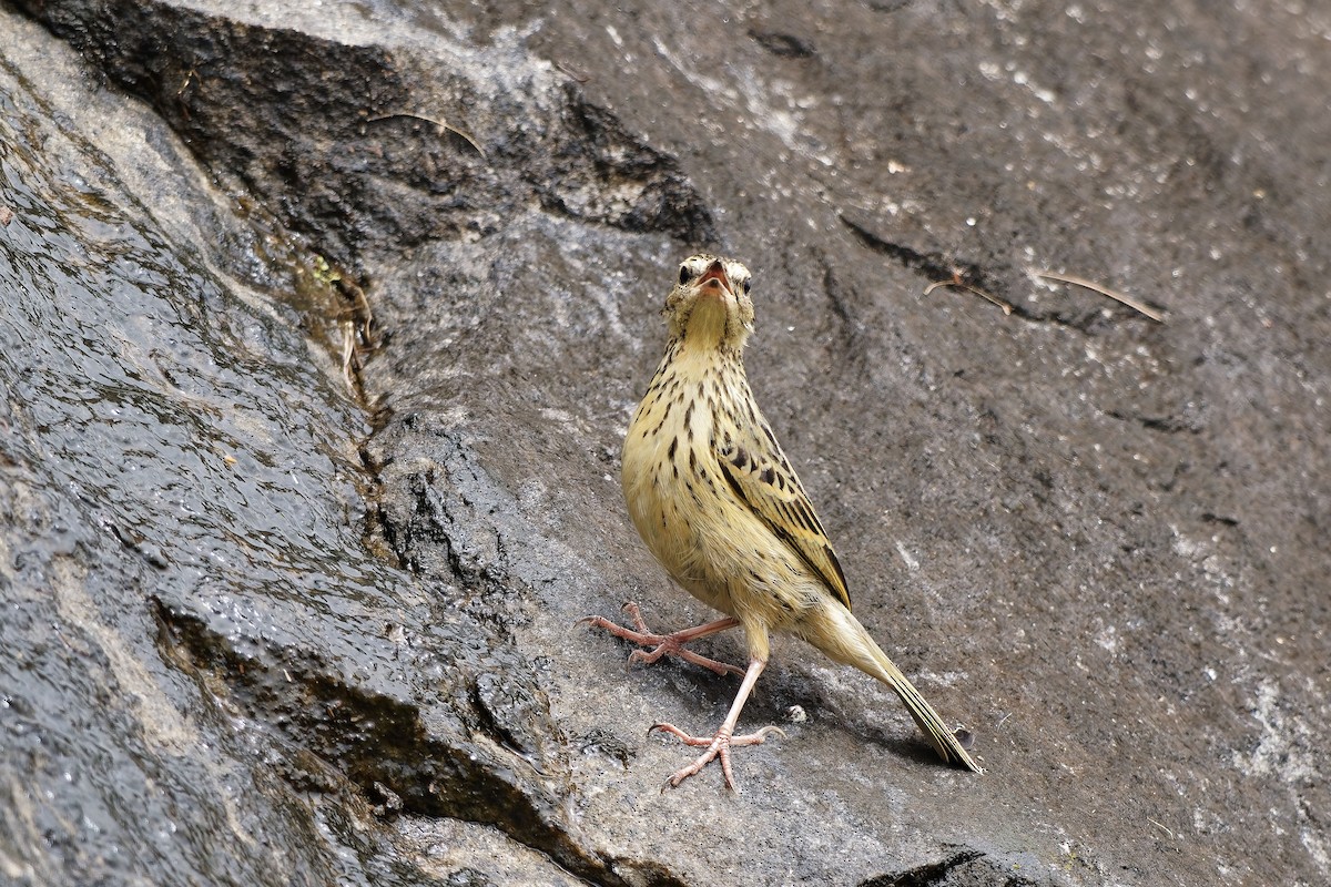 Nilgiripieper - ML646440720