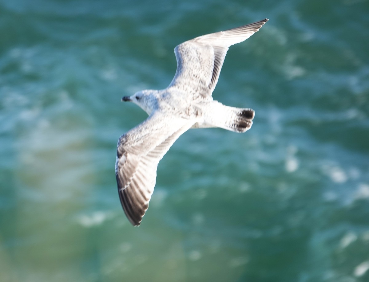 racek stříbřitý - ML646440721