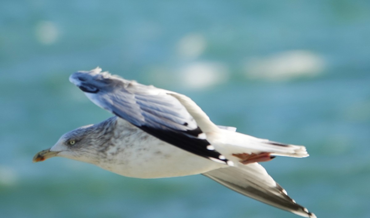 racek stříbřitý - ML646440722