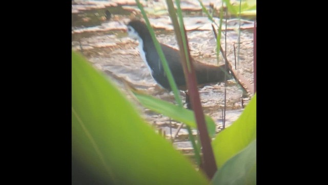 Багновик білогрудий - ML646440723