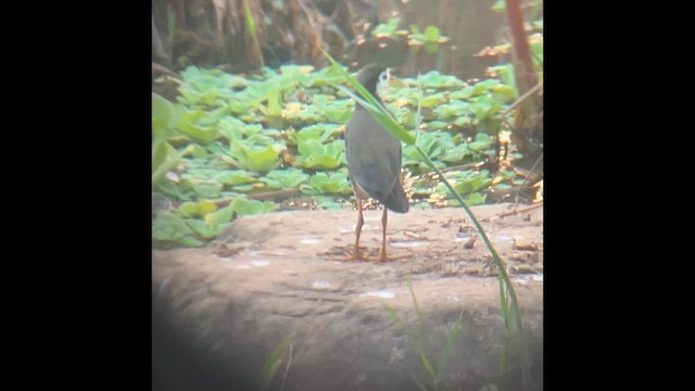 Багновик білогрудий - ML646440724