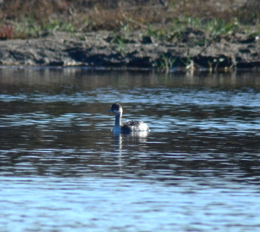 potápka černokrká - ML646440731